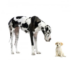 Spotted dog and puppy Stock Photo