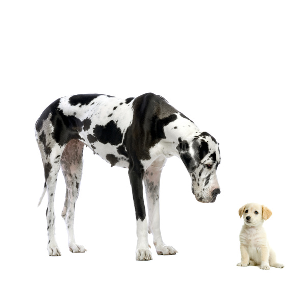 Spotted dog and puppy Stock Photo