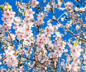 Spring beautiful flowers HD picture 01