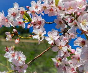 Spring beautiful flowers HD picture 02