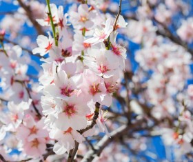 Spring beautiful flowers HD picture 03