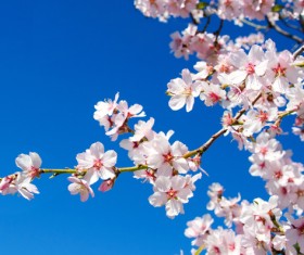 Spring beautiful flowers HD picture 04