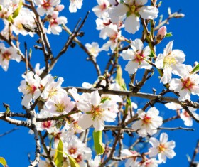 Spring beautiful flowers HD picture 05