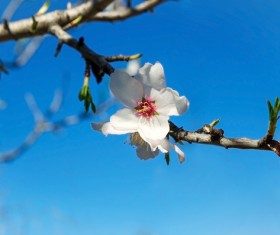 Spring beautiful flowers HD picture 06