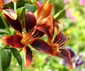 Spring beautiful open flowers HD picture