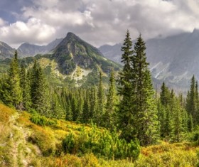 Spring green meadow and forest hills Stock Photo 01