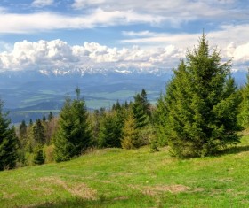 Spring green meadow and forest hills Stock Photo 02