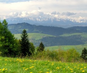 Spring green meadow and forest hills Stock Photo 05