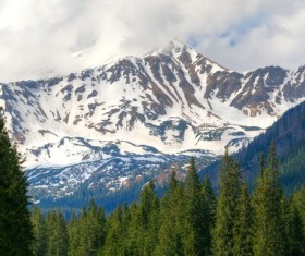 Spring green meadow and forest hills Stock Photo 06