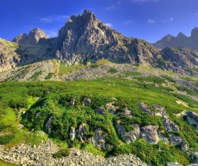Spring green meadow and forest hills Stock Photo 08