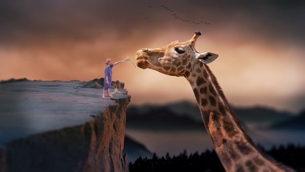 Standing on the cliff to the giraffe to feed the boy Stock Photo