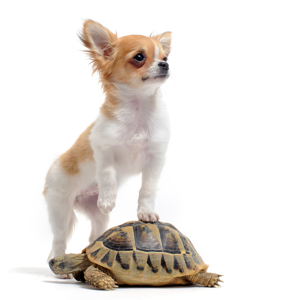 Stepping on puppies turtle Stock Photo