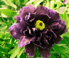 Stock Photo Black Peony Flower