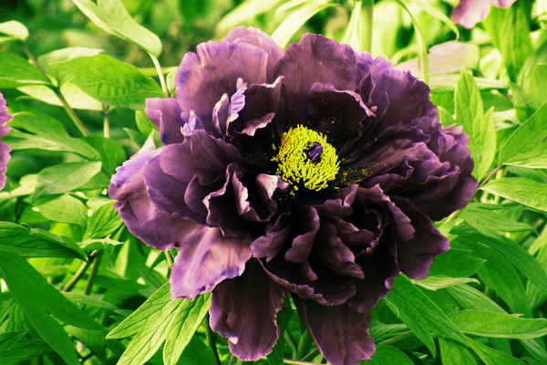 Stock Photo Black Peony Flower