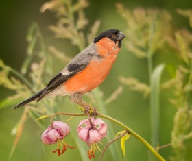 Stop on the flowers of bird Stock Photo