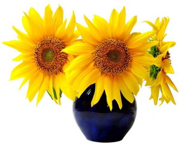 Sunflower flower arrangement Stock Photo