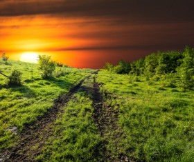 Sunset green field Stock Photo