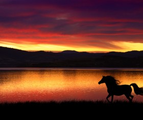 Sunset running horse HD picture
