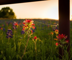 Sunset with the corner of the wild flower Stock Photo