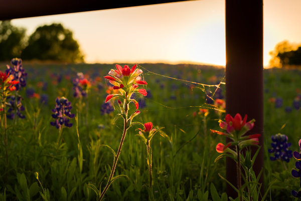 Sunset with the corner of the wild flower Stock Photo
