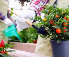 Take care of potted tomatoes Stock Photo