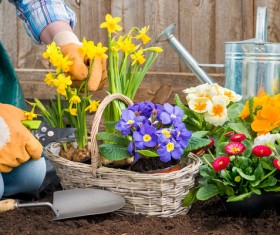 Take care of the flowers in the basket Stock Photo