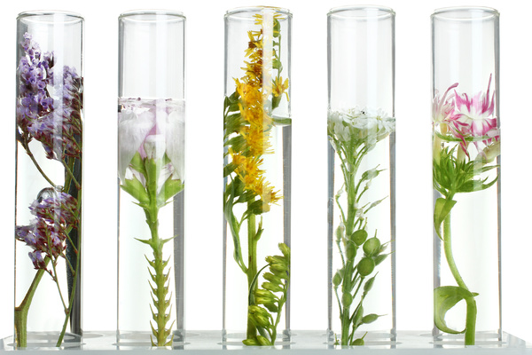 Test tubes are cultivated with nutrient solution HD picture