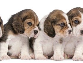 The beagle snuggle together Stock Photo