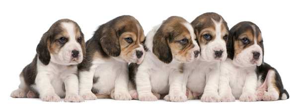 The beagle snuggle together Stock Photo