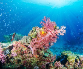 The beautiful underwater world of coral Stock Photo