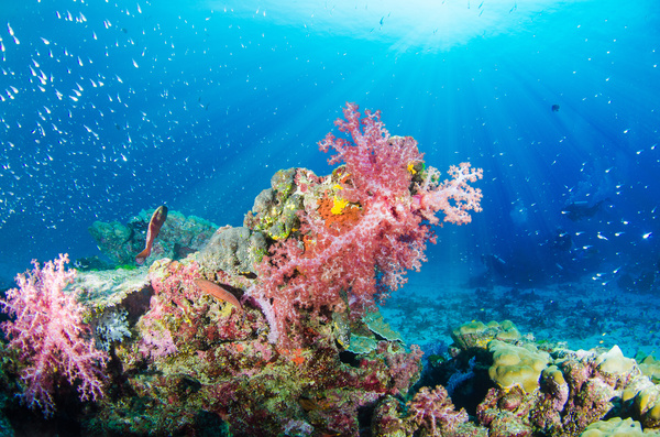 The beautiful underwater world of coral Stock Photo free download