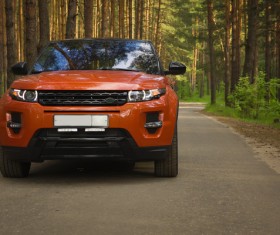 Tree woods on the road car HD picture