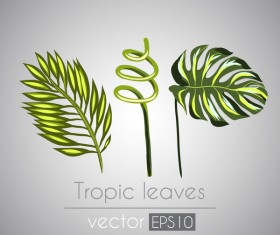 Tropical plant leaves vector