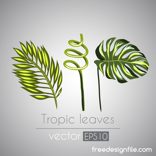 Tropical plant leaves vector