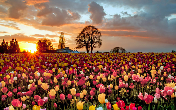 [Image: Tulip-flower-sea-sunset-beauty-Stock-Photo.jpg]