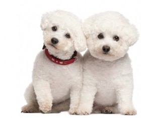 Two white cute puppies Stock Photo