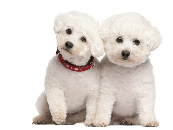 Two white cute puppies Stock Photo