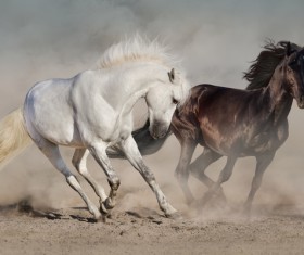 White and brown purebred horses Stock Photo