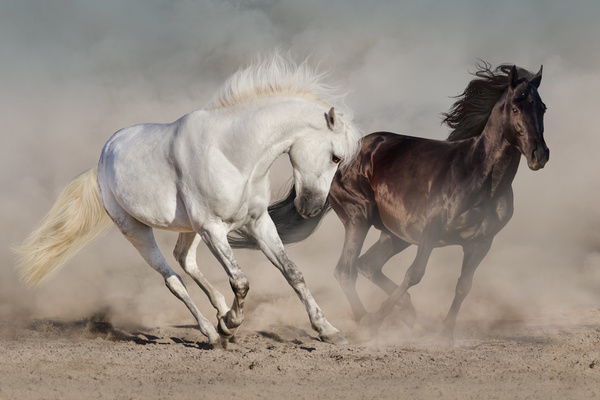 White and brown purebred horses Stock Photo