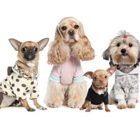 White background puppy Stock Photo