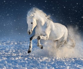 White horse running in the snow Stock Photo