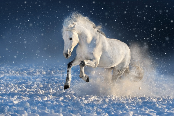 White horse running in the snow Stock Photo