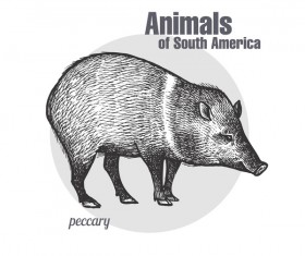 Wild boar hand drawing sketch vector