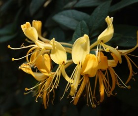 Yellow honeysuckle Stock Photo