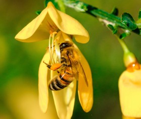 Yellow on the branches of the bees HD picture