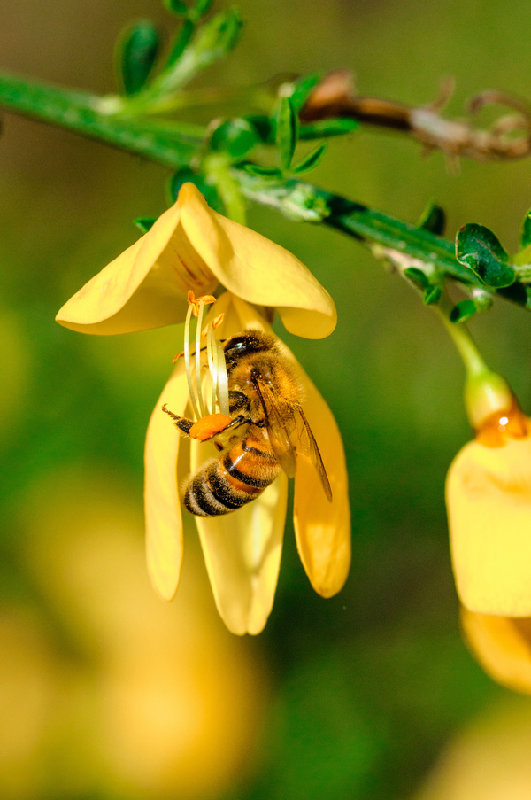 Yellow on the branches of the bees HD picture