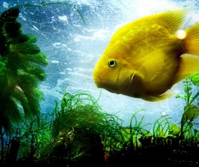 Yellow sea fish Stock Photo