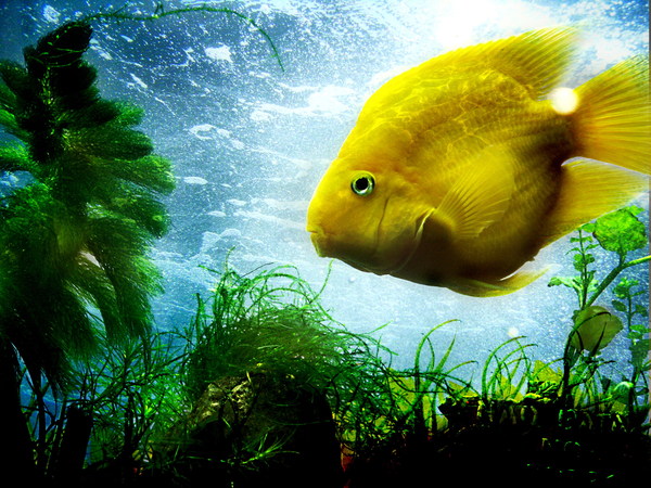 Yellow sea fish Stock Photo