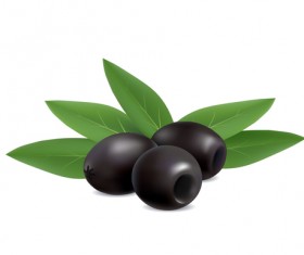 illustration of black olives on white background vector