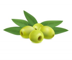 illustration of olives on white background vector